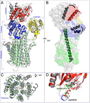 Improved Model of Proton Pump Crystal Structure Obtained by Interactive Molecular Dynamics Flexible Fitting Expands the Mechanistic Model for Proton Translocation in P-Type ATPases
